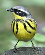 Magnolia Warbler