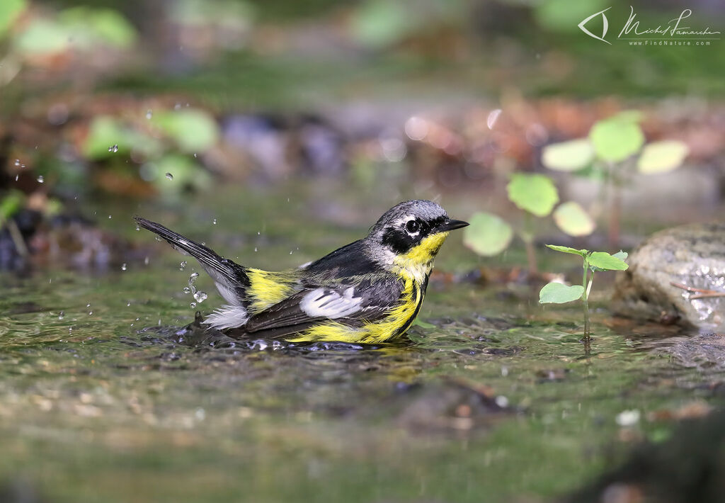 Magnolia Warbler male adult breeding