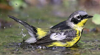 Magnolia Warbler