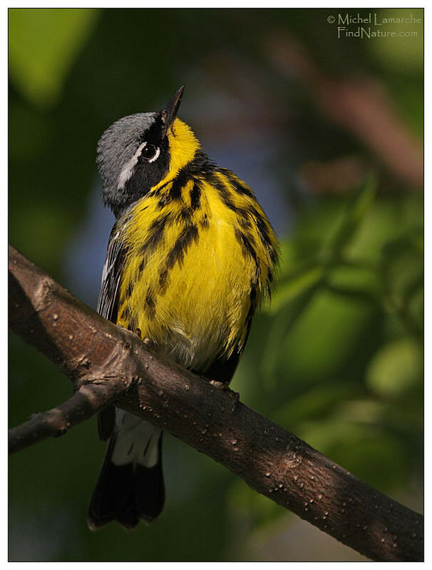 Magnolia Warbler male adult breeding