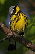 Magnolia Warbler