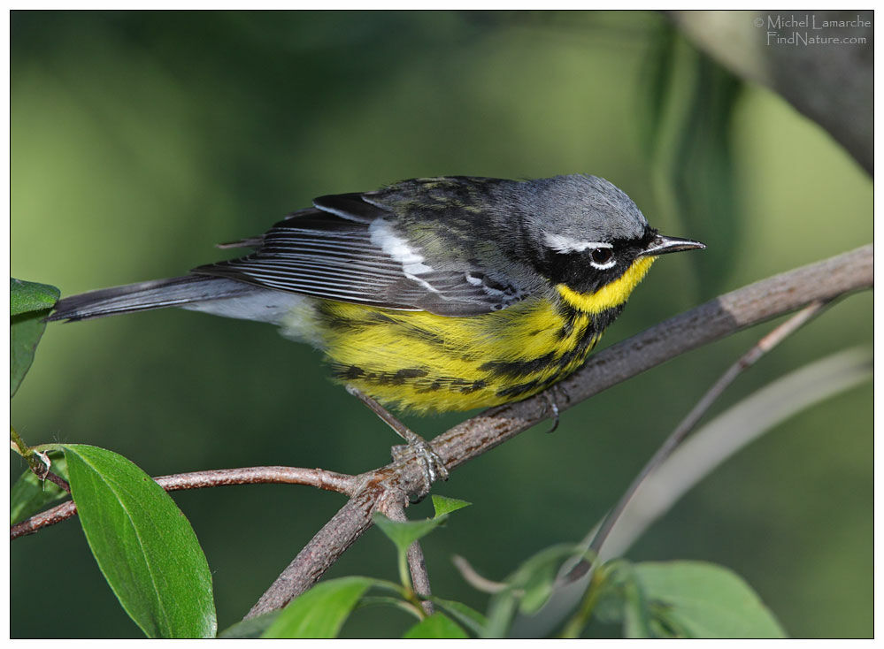 Magnolia Warbler male adult breeding