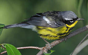 Magnolia Warbler