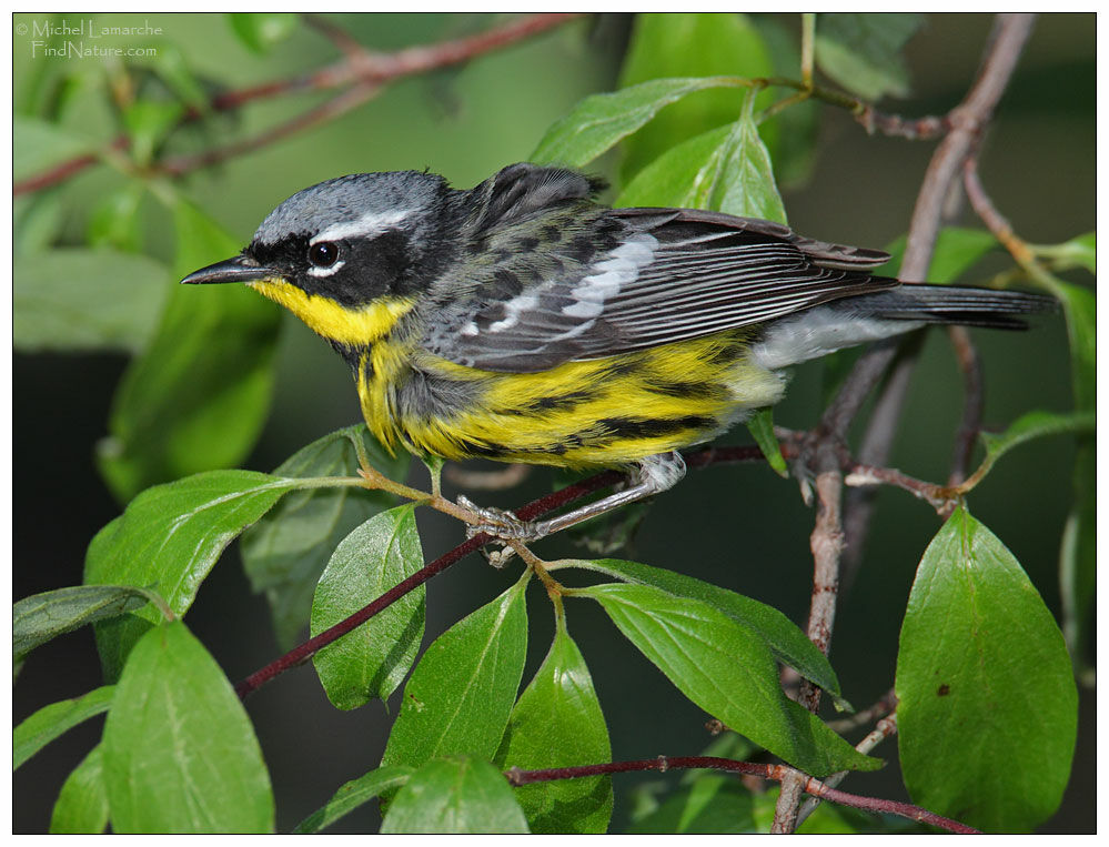 Magnolia Warbler male adult breeding