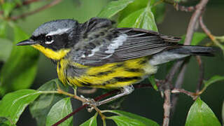 Magnolia Warbler