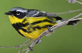 Magnolia Warbler