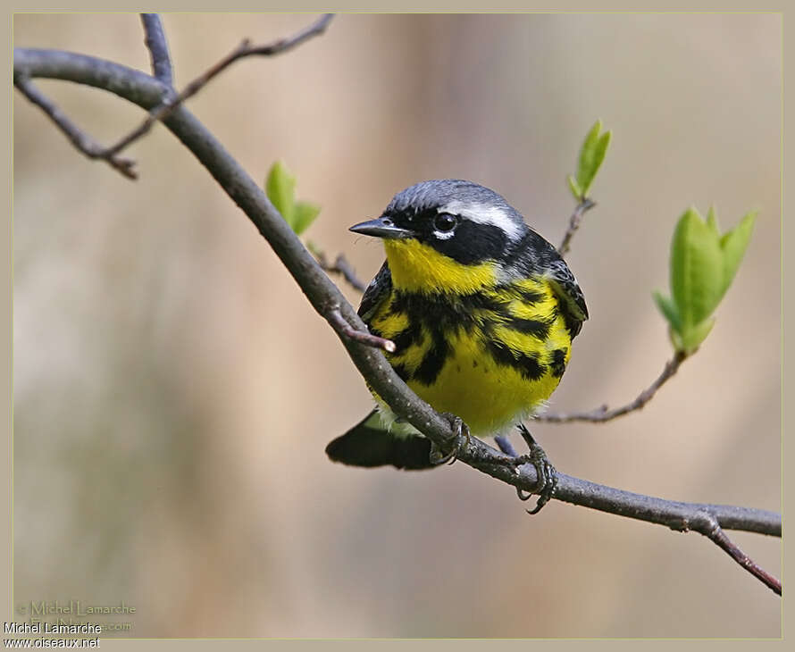 Magnolia Warbler male adult breeding, close-up portrait