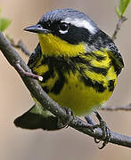 Magnolia Warbler