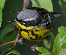 Magnolia Warbler