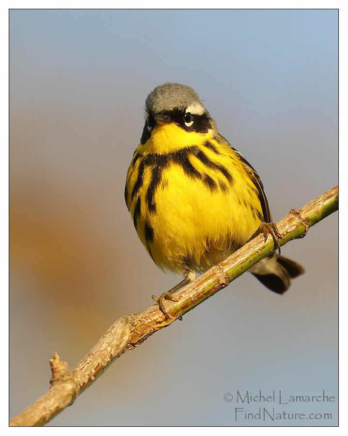 Magnolia Warbler