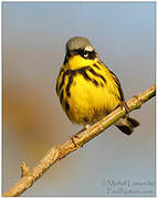 Magnolia Warbler