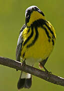 Magnolia Warbler