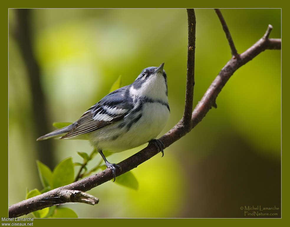 Cerulean Warbler male adult, pigmentation