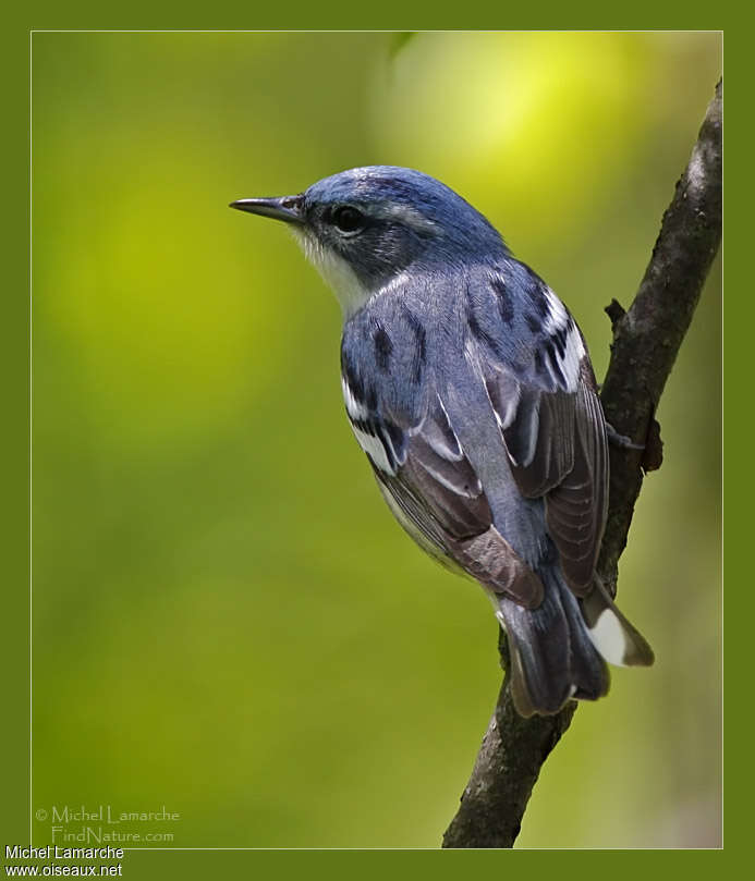 Cerulean Warbler male adult, pigmentation