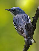 Cerulean Warbler