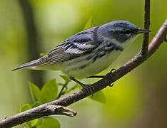 Cerulean Warbler