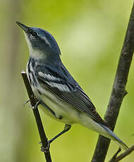 Paruline azurée