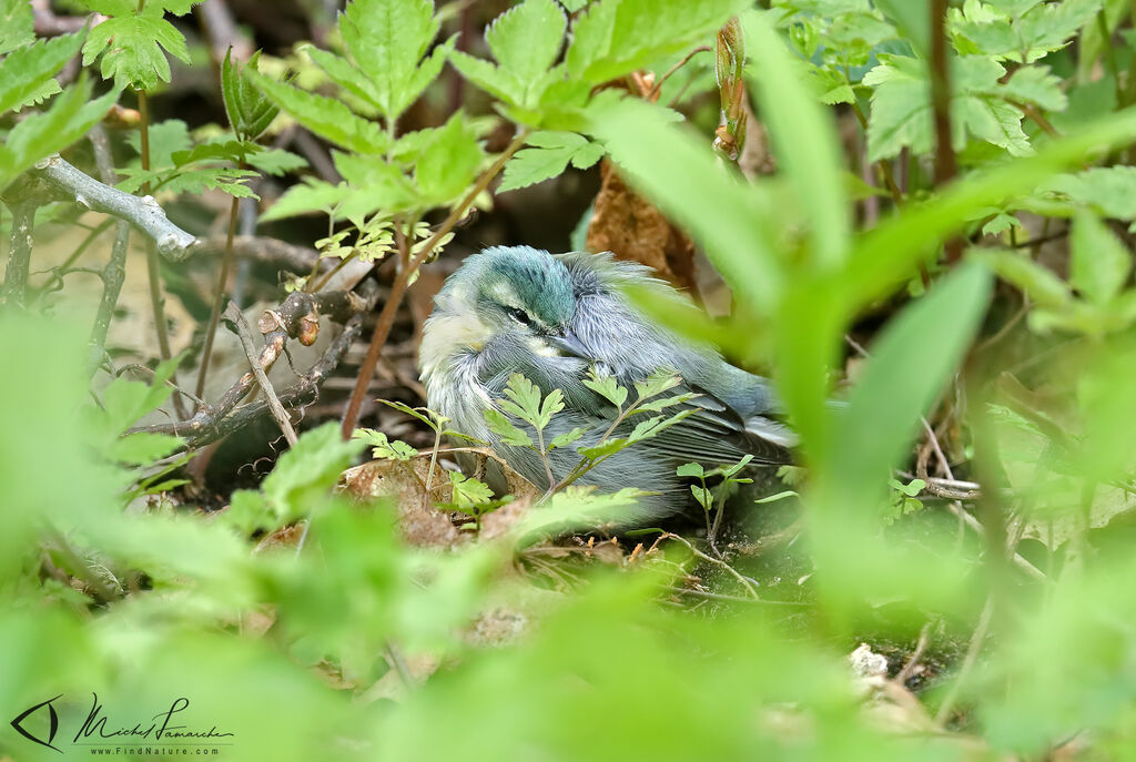 Paruline azurée femelle 1ère année