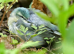 Cerulean Warbler