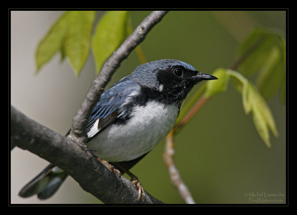 Paruline bleue mâle adulte nuptial, identification