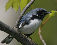 Paruline bleue