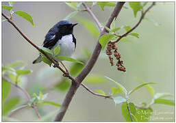 Black-throated Blue Warbler