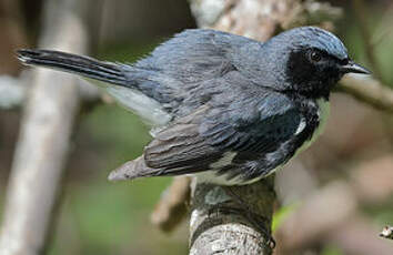 Paruline bleue