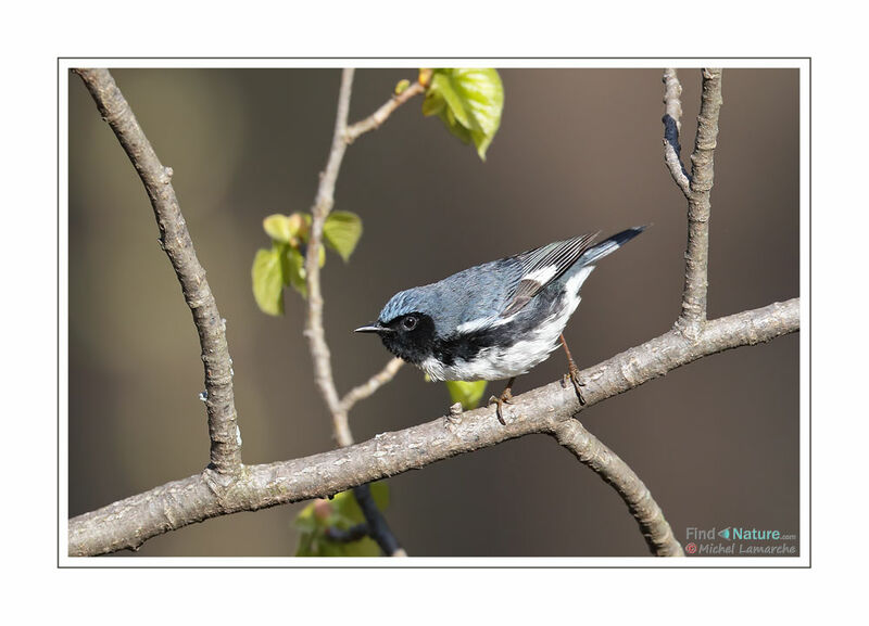 Black-throated Blue Warbler male adult