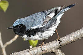 Black-throated Blue Warbler