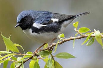 Paruline bleue