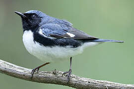 Black-throated Blue Warbler