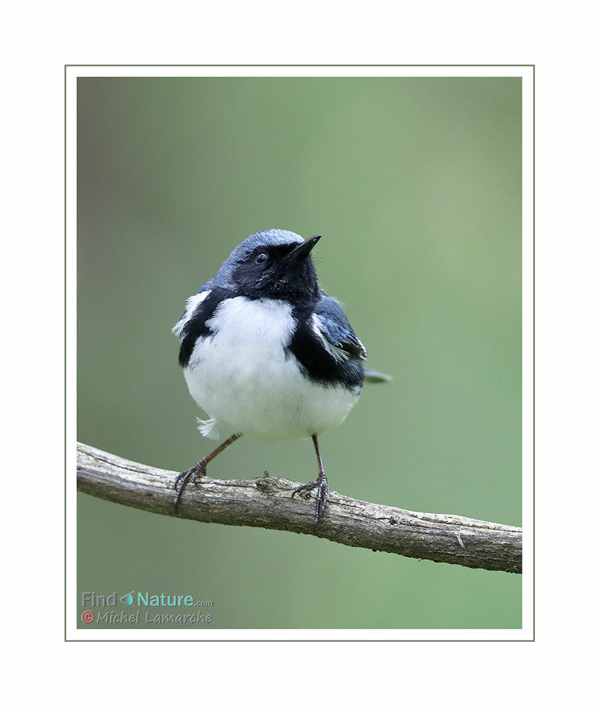 Black-throated Blue Warbler male adult