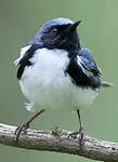 Paruline bleue