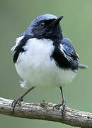 Black-throated Blue Warbler