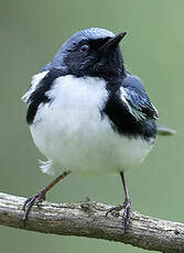 Paruline bleue