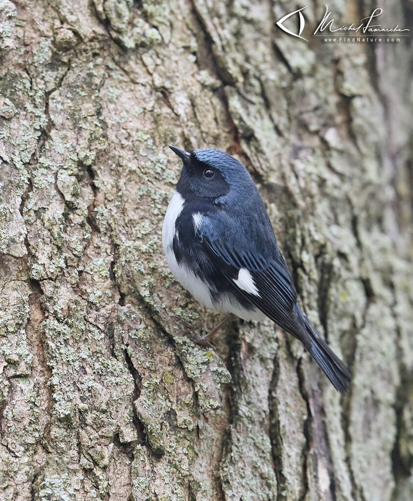 Black-throated Blue Warbler male adult breeding