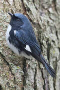 Black-throated Blue Warbler