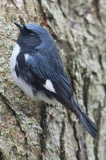 Paruline bleue