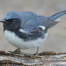 Paruline bleue