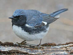 Black-throated Blue Warbler