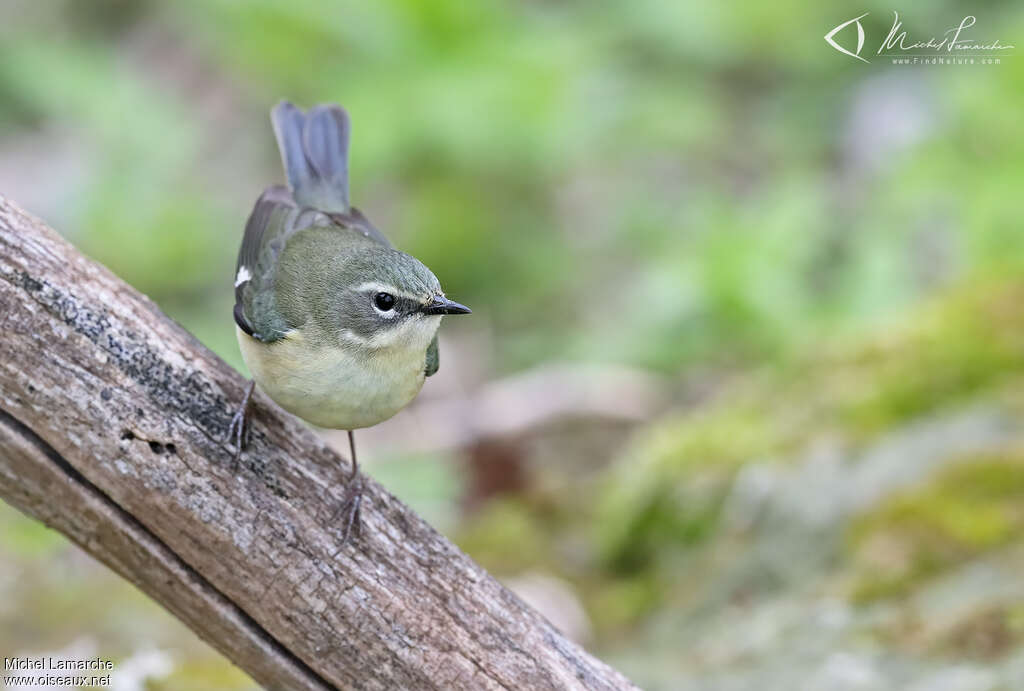 Black-throated Blue Warbler female adult, close-up portrait