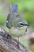 Black-throated Blue Warbler