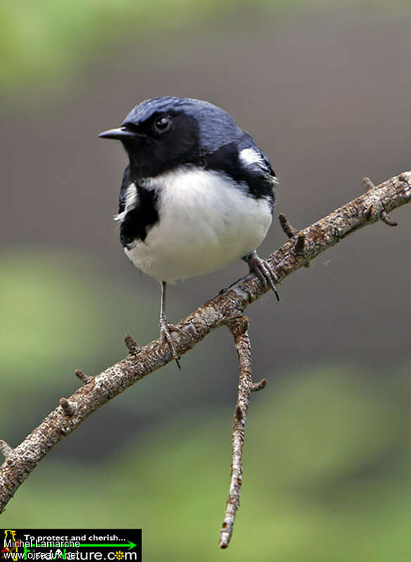 Black-throated Blue Warbler male adult, close-up portrait