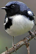 Black-throated Blue Warbler