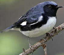 Black-throated Blue Warbler