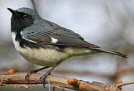 Paruline bleue