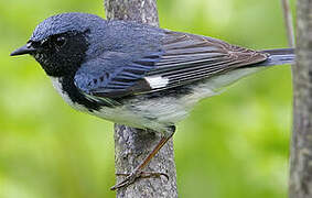 Black-throated Blue Warbler