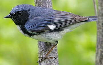 Paruline bleue