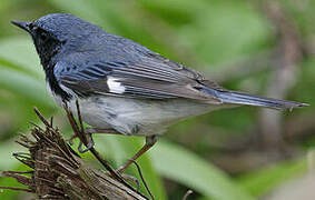 Black-throated Blue Warbler