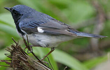 Paruline bleue